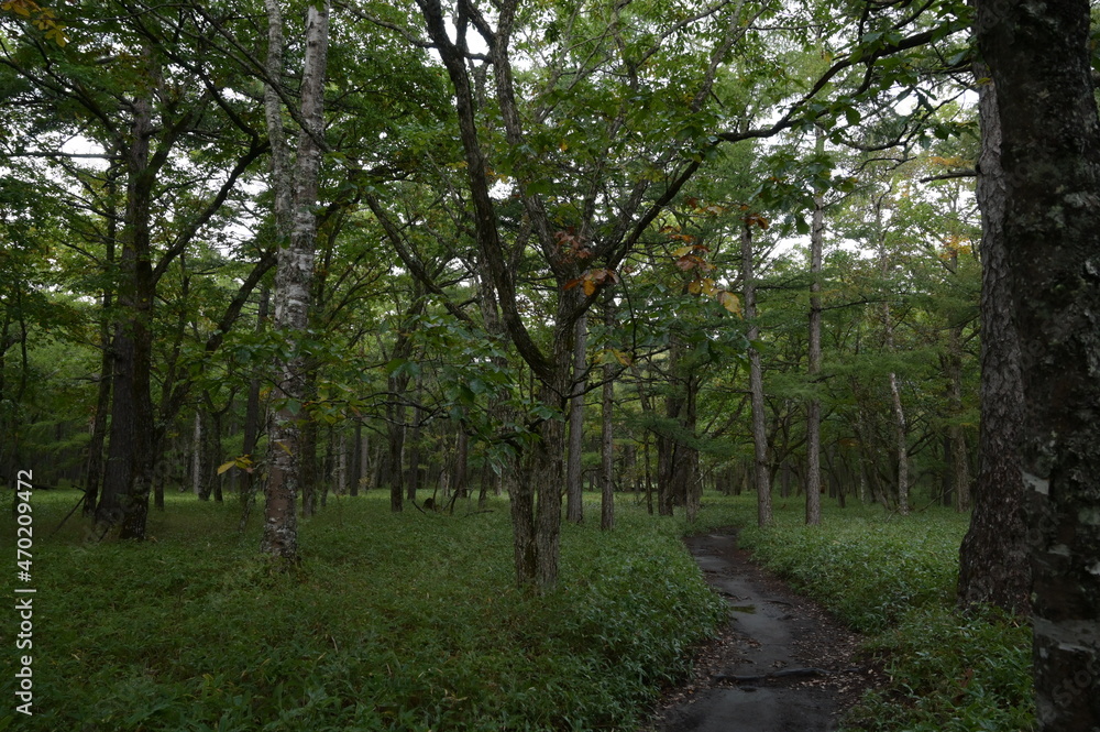 朝霧の森（戦場ヶ原）