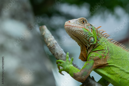 lizard  animal  green lizard with blur background