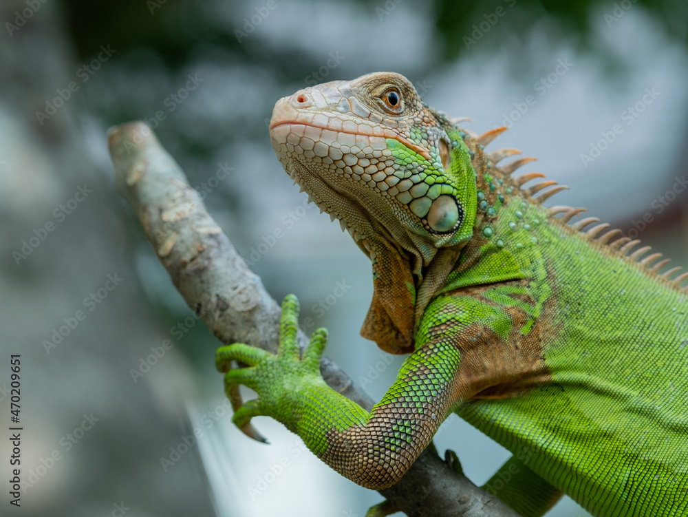 Obraz premium lizard, animal, green lizard with blur background