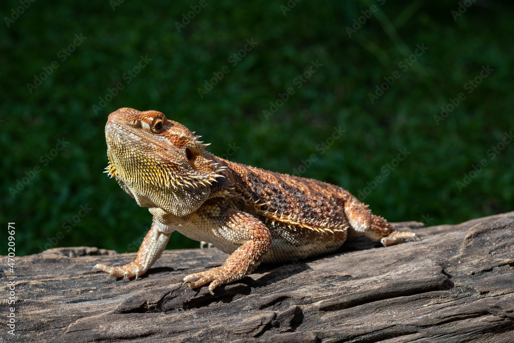 bearded dragon on ground with blur background bearded dragon on ground with blur background
