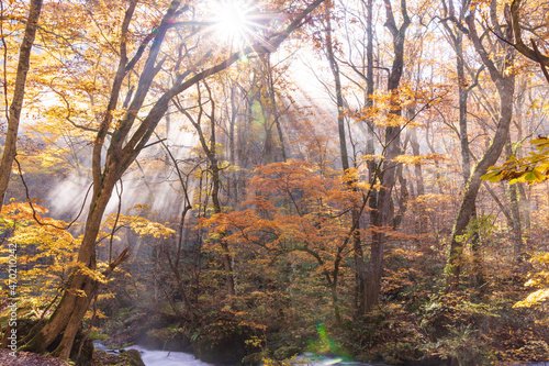 autumn leaves in water