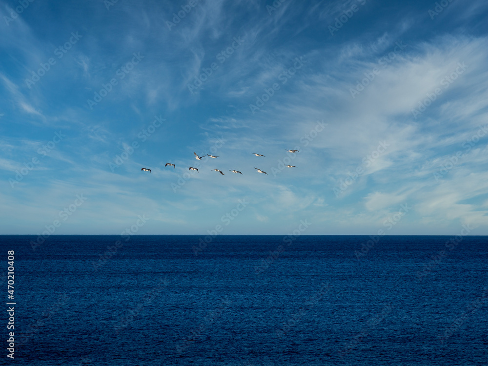 Fototapeta premium Flight of Eleven Pelicans Over the Ocean