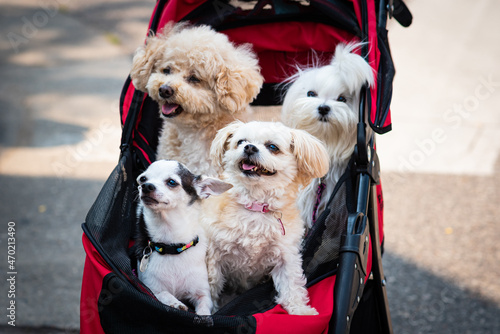 four small dogs riding in a stroller photo