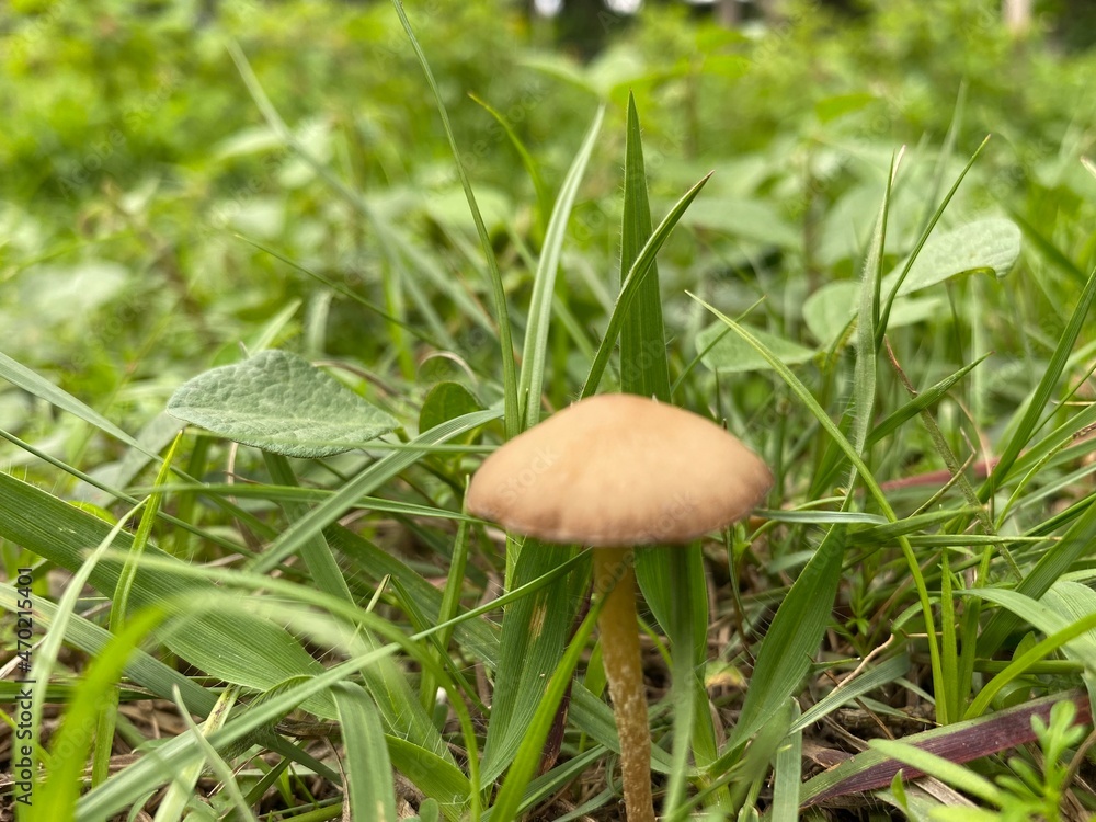 mushroom in the grass mushroom in the grass