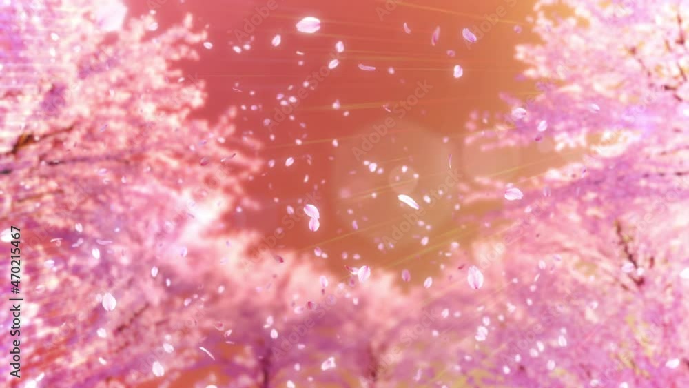 桜並木と大量の桜吹雪/夕桜 桜並木と大量の桜吹雪/夕桜