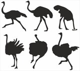Vector set of silhouettes of ostriches. Shadows of Australian birds running. Ostrich scared, head in the sand
