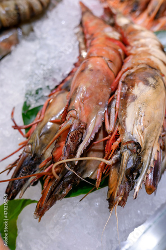 some raw big shrimps - langoustine on ice