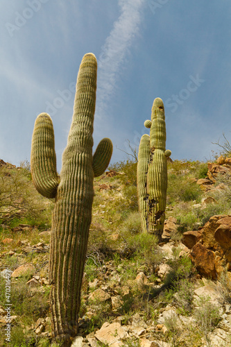 saguaro cactus in the Arizona desert