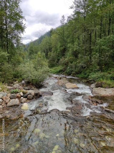 river in the forest