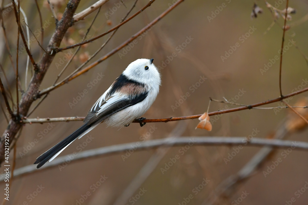 Fototapeta premium 北海道のシマエナガ
