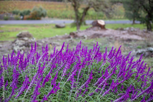 field of lavender