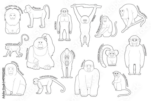 Primate Monkey Set Various Kind Identify Cartoon Vector Black and White