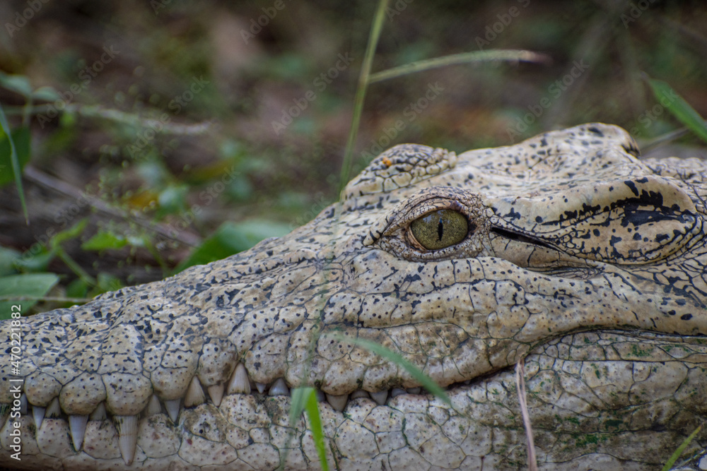 Fototapeta premium A crocodiles angry look