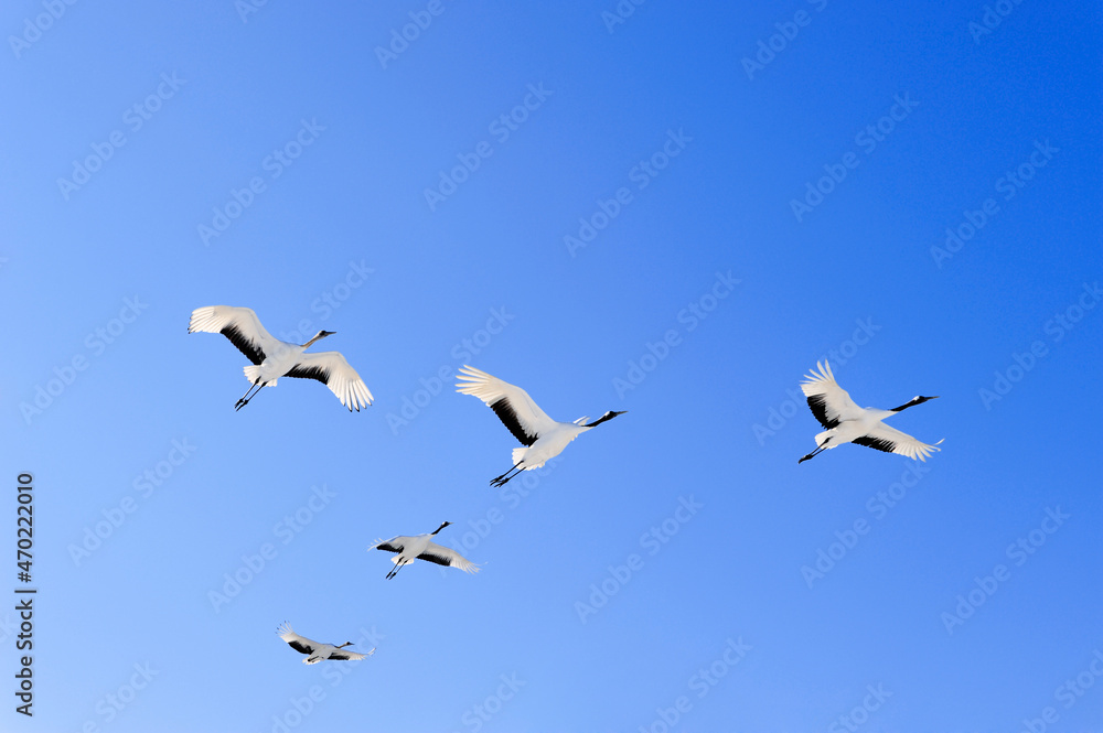 青空を飛ぶタンチョウの群（北海道・鶴居村）
