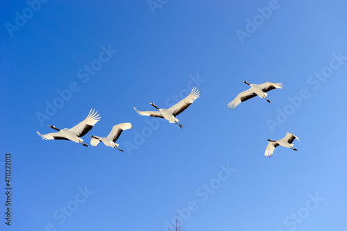青空を飛ぶタンチョウの群（北海道・鶴居村）  © 愛 高行