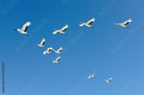 青空を飛ぶタンチョウの群（北海道・鶴居村）
