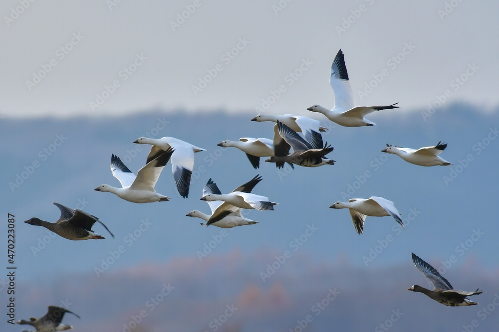 Obraz premium ハクガンの飛翔