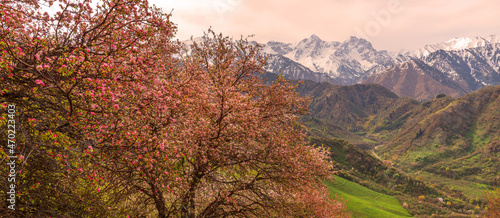 Blooming apple trees in the mountains near the Kazakh city of Almaty. 