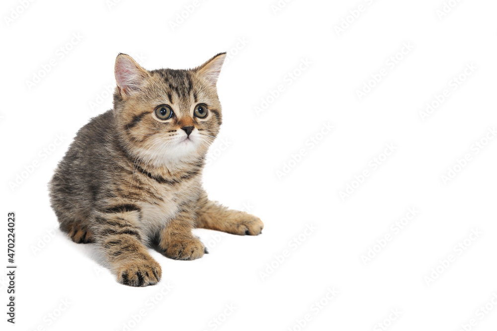 A gray striped purebred kitten lies on a white isolated background