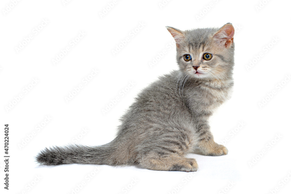 A gray purebred kitten sits on a white isolated background
