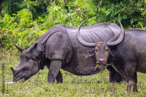 One Horned Rhinoceros and Wild Buffalo enjoying their meals together