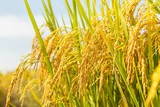 Close-up ears of rice in rice field.