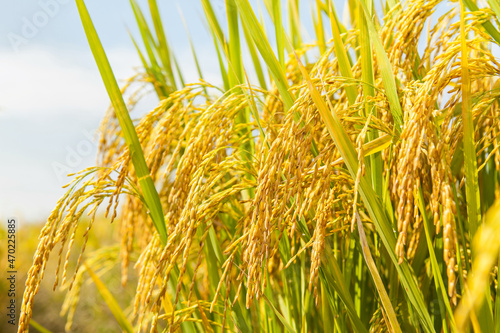 Принти на полотні Close-up ears of rice in rice field.