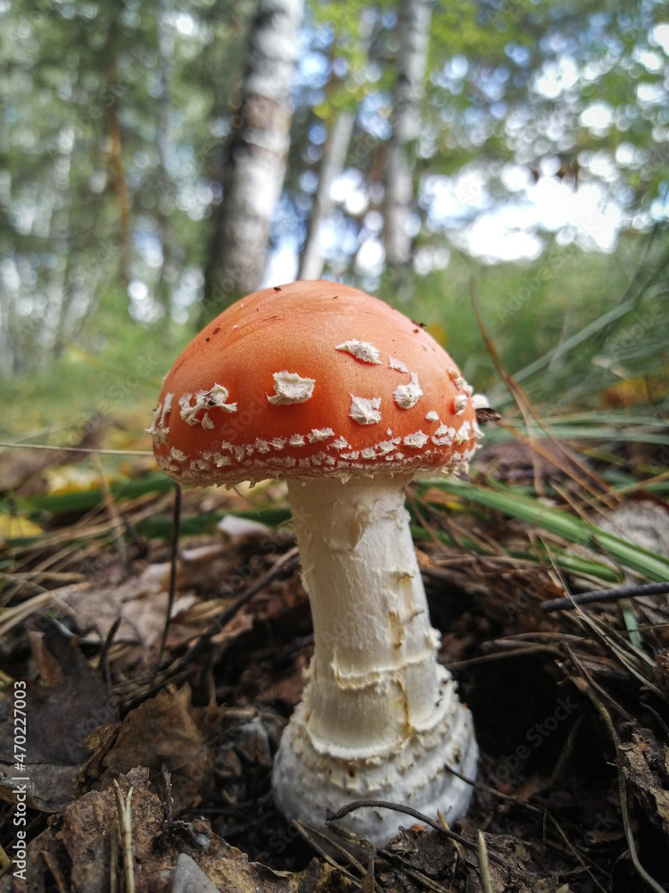 Fly agaric close-up in the forest. Dangerous poisonous mushroom. Selective focus. Fly agaric close-up in the forest. Dangerous poisonous mushroom. Selective focus.