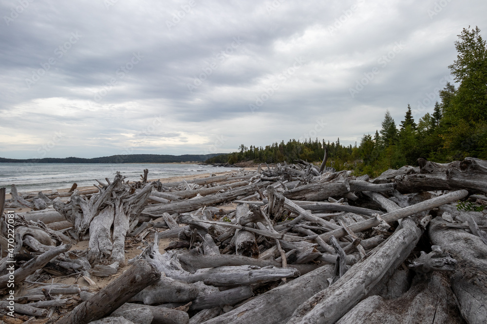 driftwood on the beach at Lake Superior driftwood on the beach at Lake Superior