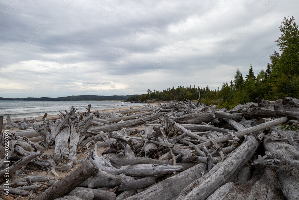 driftwood on the beach at Lake Superior