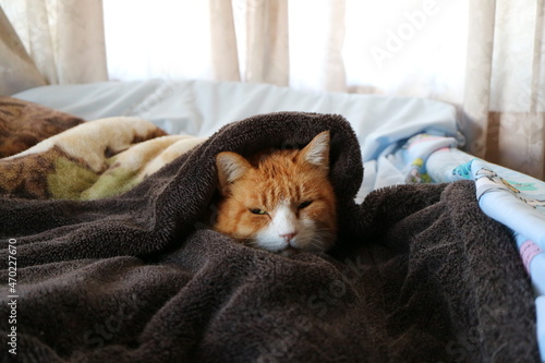 寒い日に布団で温まる猫