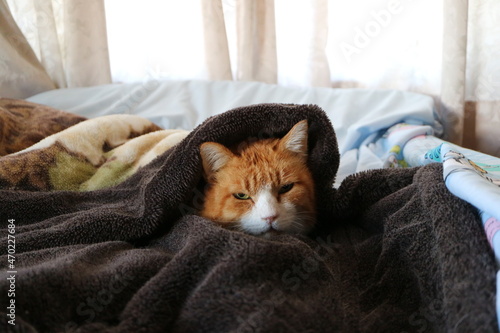 寒い日に布団で温まる猫