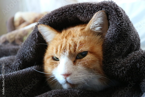寒い日に布団で温まる猫