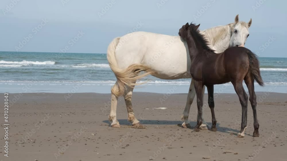 A mare and a foal are standing on the seashore . Close-up. A mare and a foal are standing on the seashore . Close-up.