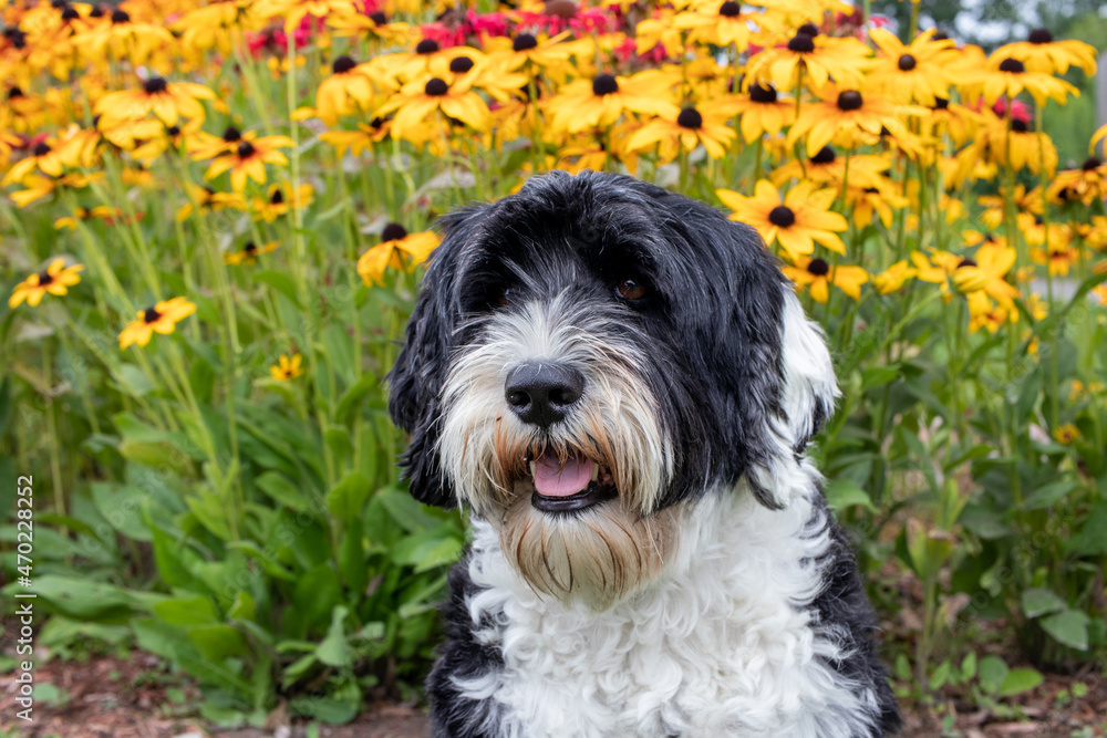 Portuguese Water Dog sitting in front of a garden of Brown-Eyed Susan flowers Portuguese Water Dog sitting in front of a garden of Brown-Eyed Susan flowers