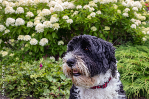 Portuguese Water Dog sitting near the flowers