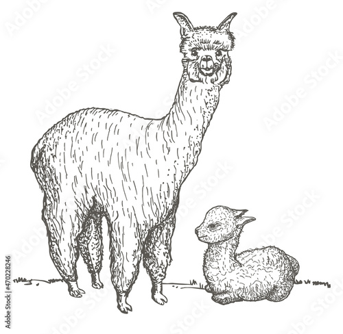 Alpaca and her cub sketch. Llama mama with baby, hand drawing sketch of domesticated South America camelid animal.
