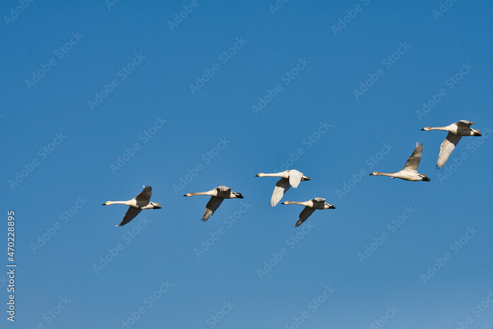 Fototapeta premium 青空を背景に飛ぶ白鳥の群れ