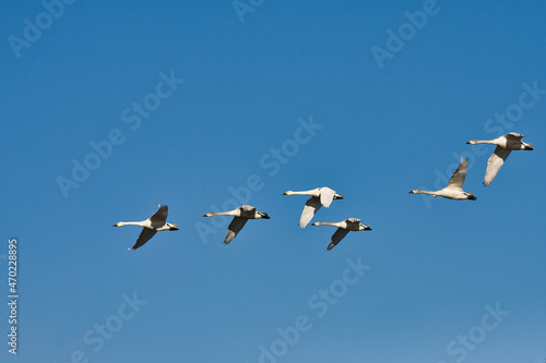 青空を背景に飛ぶ白鳥の群れ