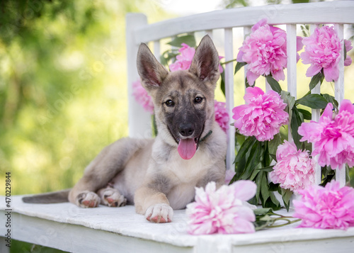 Summer puppy on a background of pink flowers
