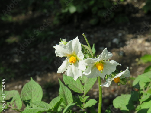 Fototapeta Naklejka Na Ścianę i Meble -  Blüte einer Kartoffelpflanze