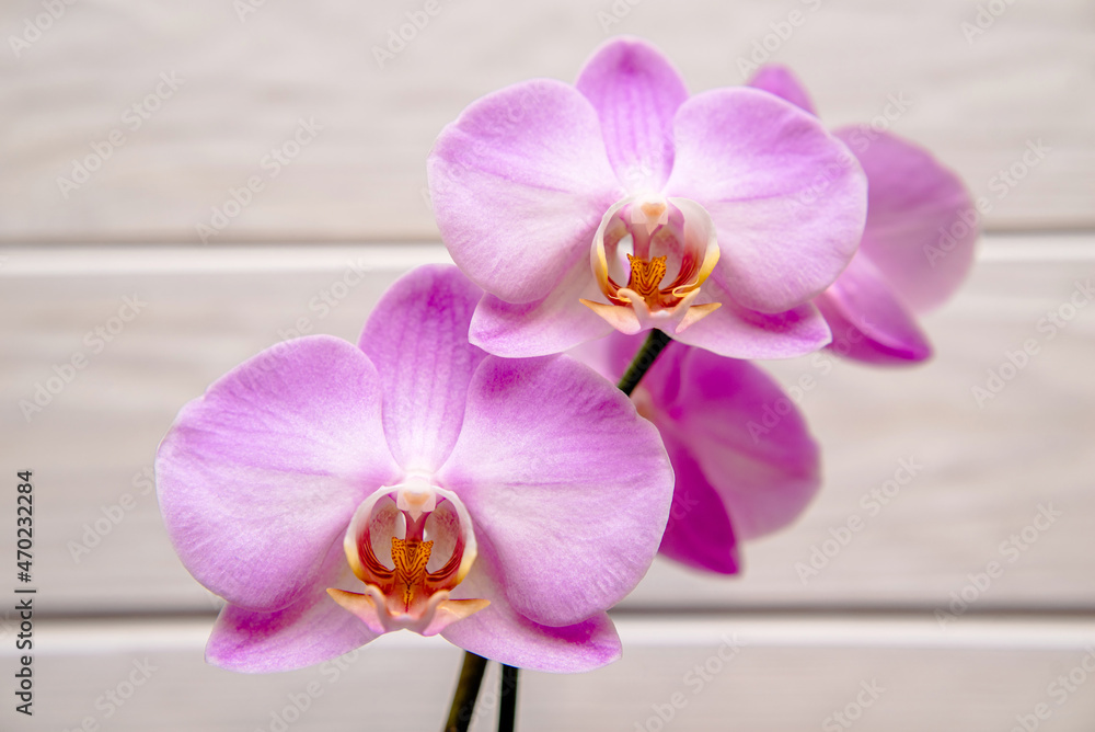 Fototapeta premium A branch of purple orchids on a white wooden background 