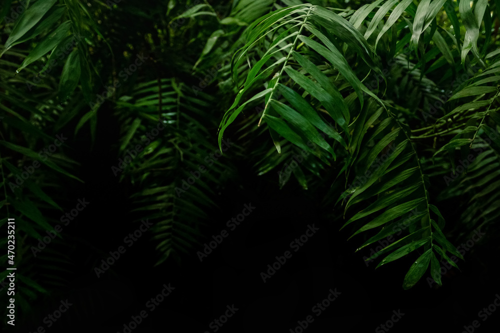 Green palm leaves tropical dark background