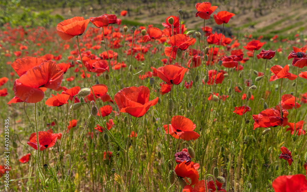 Fototapeta premium Red poppy flowers in the oil seed rape fields