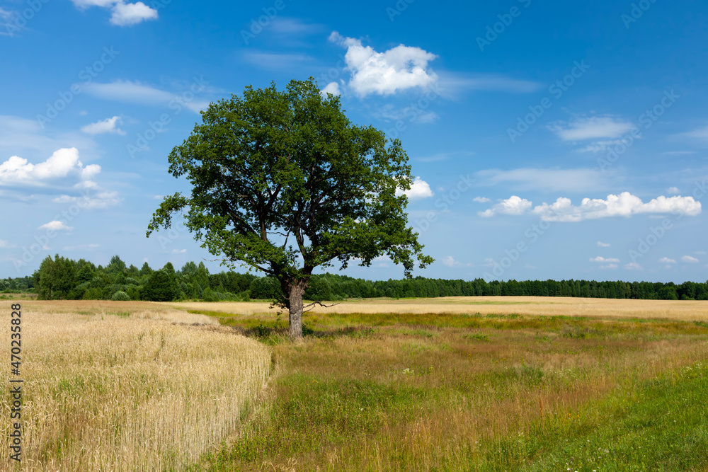 one tree growing in the summer in the field one tree growing in the summer in the field