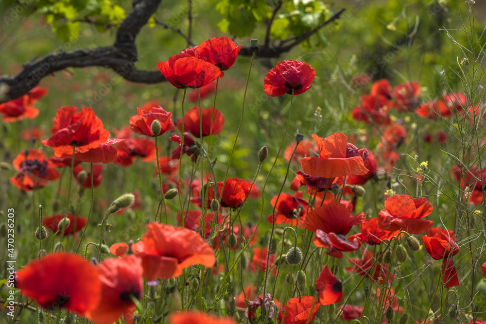 Fototapeta premium red poppies among the green grass in the summer