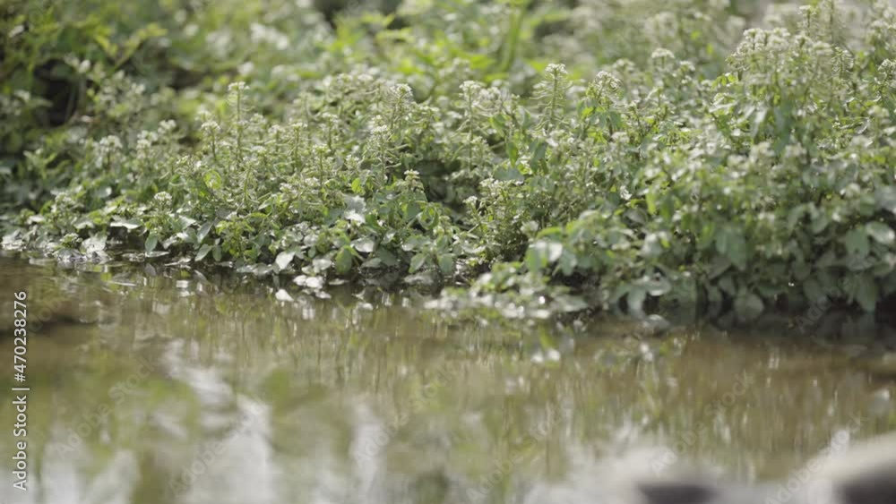 Spring riparian where thaw water flows and vegetation grows lush (5) Spring riparian where thaw water flows and vegetation grows lush (5)