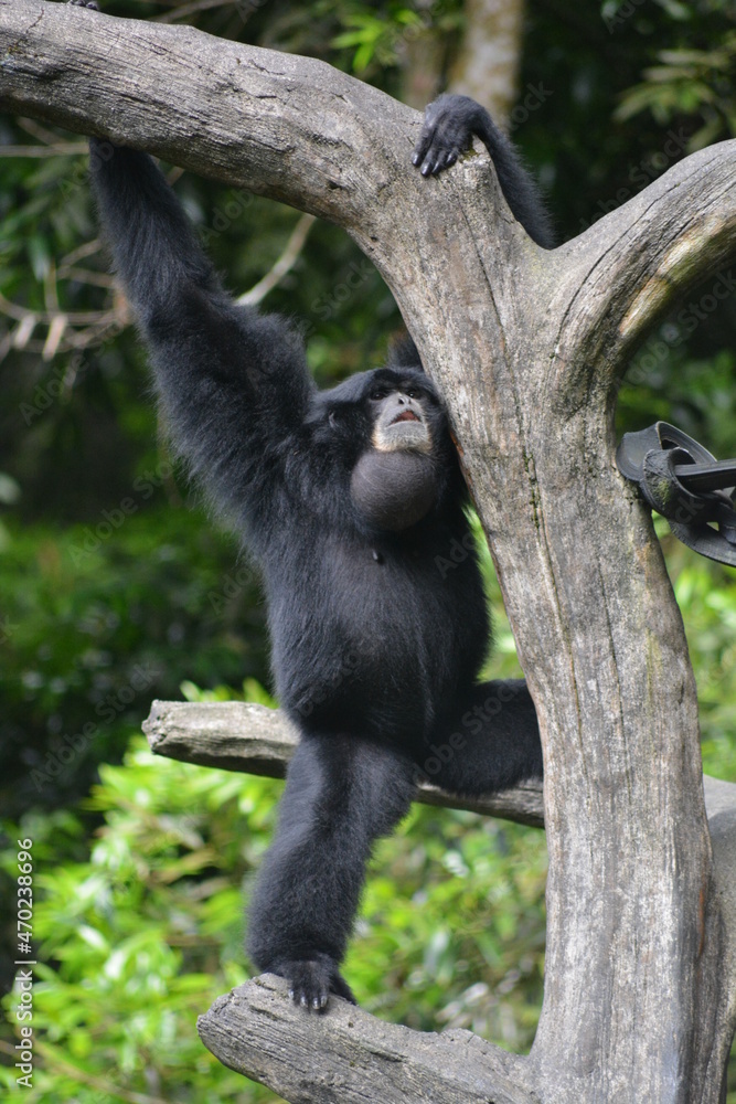 The siamang, Symphalangus syndactylus is an arboreal, black furred gibbon native to the forests of Indonesia. The siamang starts its day by calling with throat sac inflated in the early morning The siamang, Symphalangus syndactylus is an arboreal, black furred gibbon native to the forests of Indonesia. The siamang starts its day by calling with throat sac inflated in the early morning