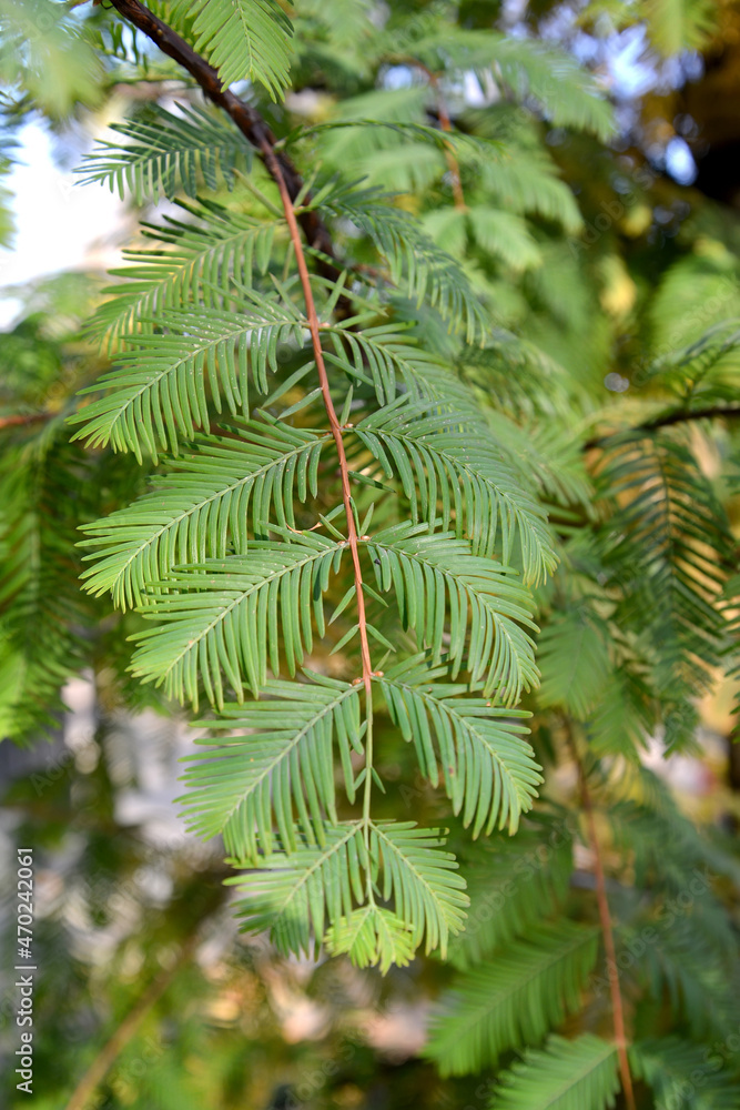 Metasequoia glyptostroboides Hu & W.C.Cheng Metasequoia glyptostroboides Hu & W.C.Cheng