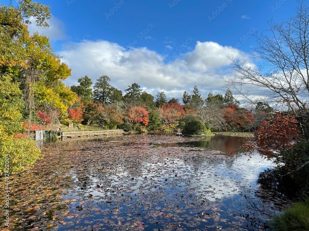 Fototapeta premium autumn in the park